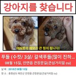 [강아지] 찾아주세요 읽어주세요 푸들<b>실종</b>