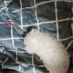 반려인으로써 <b>속상</b>합니다