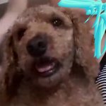 우리집 개 나랑 떨어져 사는데ㅠㅠㅠ