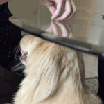 <b>허술</b>해서 더 사랑스러운 녀석들