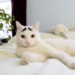 <b>특이</b>한 무늬를 가진 고양이