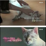 [<b>명랑</b>엽떡] 장님 고양이