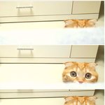 [고양이] <b>개냥</b>이 나리-4