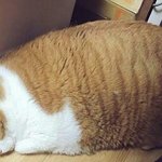 [댓글부탁해] 이 <b>뚱땡</b>이 패고싶다 안패고싶다 추반