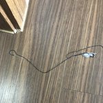 얘들아 고양이가 <b>바늘</b> 먹었다는 쓰닌데