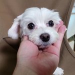 순돌이 진짜 <b>귀여</b>웡ㅠㅠ