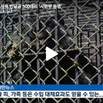 죽을날만 기다리는 <b>사육</b> 반달곰 500마리. 청원에 힘을 모아주세요...