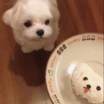 [드루와] <b>덩치</b> 큰 남자 ㅈㄴ 무서움..ㄹㅇ