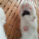[고양이] 매력냥 흥국이보고 가세용