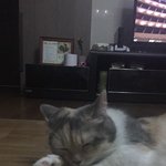 <b>야옹</b>이 자는 모습 다들 보고가