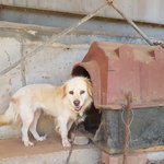 [강아지] 보호소지<b>키미</b> 어미견