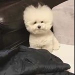 [EXO] <b>이</b> <b>강아지</b> 몽몽하고 짖을듯