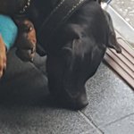 우리 강아지 <b>더위</b>먹은 듯