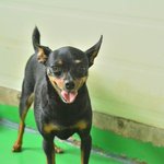 미니/미니핀/여아/3살/2kg  미니는 <b>번식</b>장에서 구조된 아이입니다.