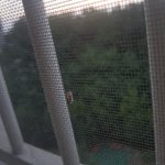 [ㅈㄱㄴ] 얘들아 이거 <b>모야</b>