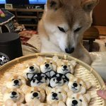 댕댕아 밥<b>먹자</b>