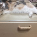 [드루와] 화장대에서 고양이 <b>자고</b>있음