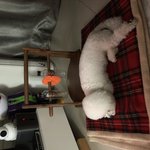 [꼭봐주세요] 우리댕댕이가이상해요