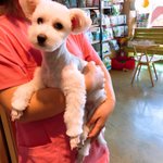 [강아지] 구사일생 살게된 <b>복실</b>이