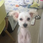 [강아지] 김제시보호소 말티즈 <b>엄지</b>