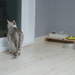 [고양이] [행운<b>아리</b>] 이렇게 집사가 되나 봅니다!! 냥이들일상