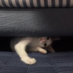 [야옹이눈물] 퇴근하는 길에 만난 우리 고양이 4