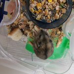 최근 악질 햄스터 <b>북문</b>이를 길들이는데 성공했는데~~