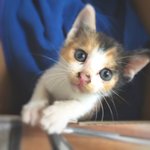 [고양이] 어제 새끼 길냥이 데려왔는데