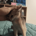 [강다니엘] 강다니엘 냥쓰담이 부러웠던 강다니엘팬의 최후 인터뷰도...