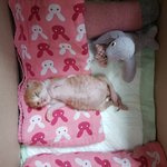 이제 27일  된 냥이