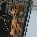 [댓글부탁해] <b>이강아지</b> 귀엽다 못생겻다 추반