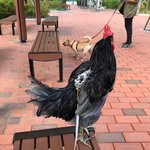 [무무닭] 목욕편 - 집에서 부화시킨 청계아리 성장일기