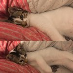 [고양이] 처음 키워보는 고양이 해<b>롱이</b> (1)