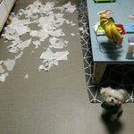 [강아지] 댕댕 털빨