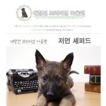 [EXO] 셰퍼드는 아가때부터 <b>노안</b>이구나