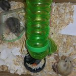 햄스터 대가족이 되었네요~~