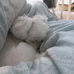 [드루와] 베레모 색 골라주면 핵<b>인싸</b>됨 ㅇㅇ