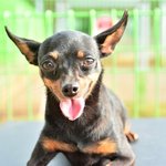 미니/미니핀/여아/3살/2kg  미니는 <b>번식</b>장에서 구조된 아이입니다.