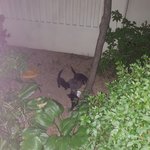 길고양이 구조해야할까요?ㅠㅠ 태풍이 오고 있는데..