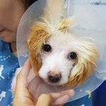 [강아지] 파보를 이겨낸 꼬맹이