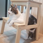 [고양이] [냥선생]따끈따끈 오늘 사진~ 풀어봅니다~