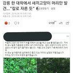 [드루와] 고양이 목 벤 인간 <b>처벌</b>받게 도와줘