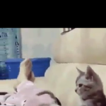 얘드라 이 냥이 <b>종이</b> 머야???ㅠㅠㅠ