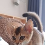 [강다니엘] 오-<b>리</b>❤
