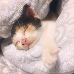 [고양이] 우리 아깽이