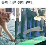 [강다니엘] <b>오리</b>랑 <b>오리</b>오빠랑 닮았네 ㅋㅋㅋㅋㅋㅋㅋㅋ