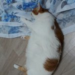 ㅁㅈ야 너 아직 <b>통통</b>하니?