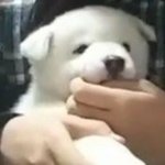 태풍 강타 할머니<b>집</b> 진돗개새.<b>끼</b> 댕댕이 6마리인데