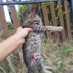 [고양이] 교통사고 난 길냥이 아가