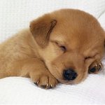 [EXO] 우리 강아지가
